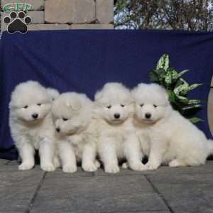 Zyda, Samoyed Puppy
