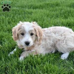 Willow, Mini Aussiedoodle Puppy