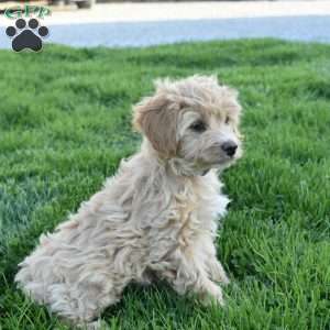 Annie, Mini Aussiedoodle Puppy