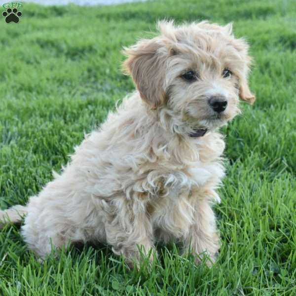 Annie, Mini Aussiedoodle Puppy
