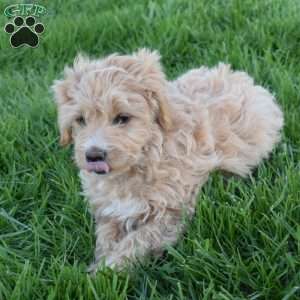 Oliver, Mini Aussiedoodle Puppy