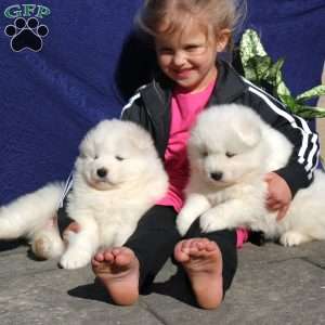 Zyda, Samoyed Puppy