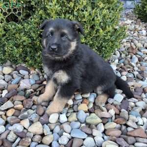 Sheldon, German Shepherd Puppy