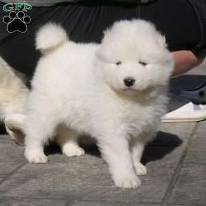 Zyda, Samoyed Puppy