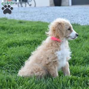 Sadie, Mini Aussiedoodle Puppy