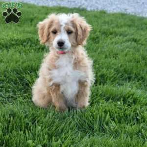Sadie, Mini Aussiedoodle Puppy