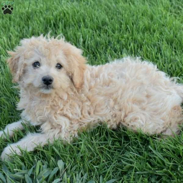 Oliver, Mini Aussiedoodle Puppy