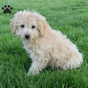 Oliver, Mini Aussiedoodle Puppy