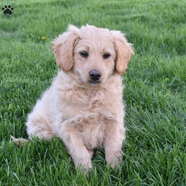 Riley, Mini Aussiedoodle Puppy