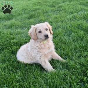 Riley, Mini Aussiedoodle Puppy