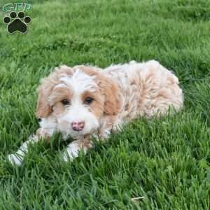 Ivy, Mini Aussiedoodle Puppy