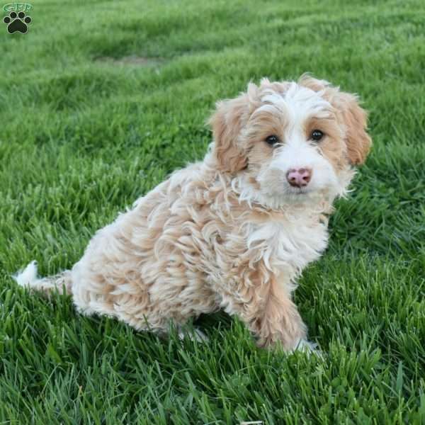Ivy, Mini Aussiedoodle Puppy