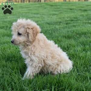 Annie, Mini Aussiedoodle Puppy