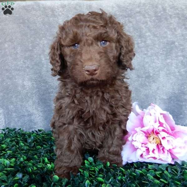 Daisy, Labradoodle Puppy