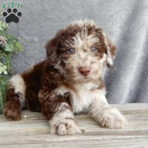 Leo, Mini Labradoodle Puppy