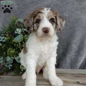 Bentley, Mini Labradoodle Puppy