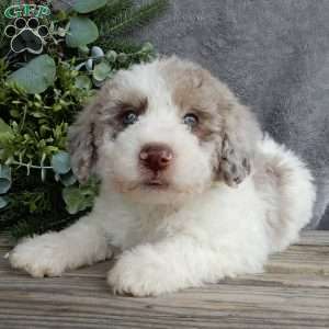 Cooper, Mini Labradoodle Puppy