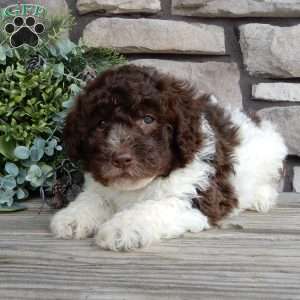 Toby, Mini Labradoodle Puppy