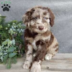 Princess, Mini Labradoodle Puppy