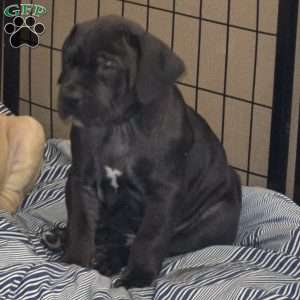 Black, African Boerboel Puppy
