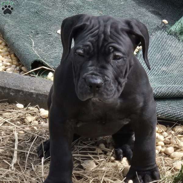 Pink, African Boerboel Puppy