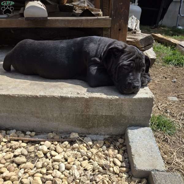Gray, African Boerboel Puppy