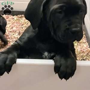 Blue, African Boerboel Puppy