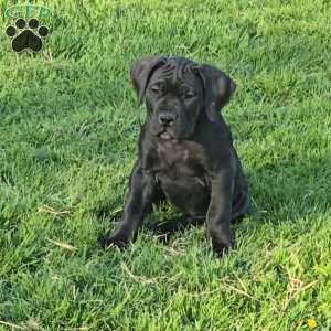 Yellow, African Boerboel Puppy