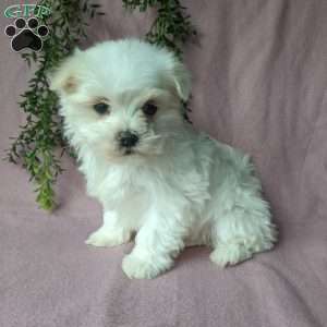 Violet, Maltese Puppy