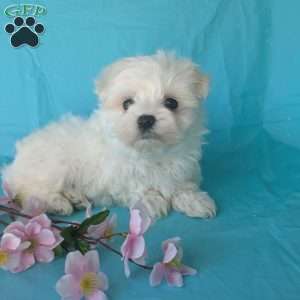 Teddy, Maltese Puppy