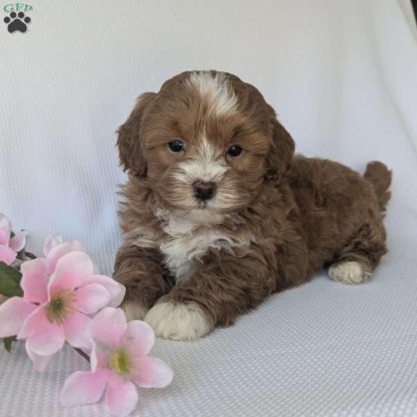 Mickey, Shih-Poo Puppy