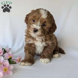 Mickey, Shih-Poo Puppy