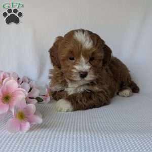 Mickey, Shih-Poo Puppy