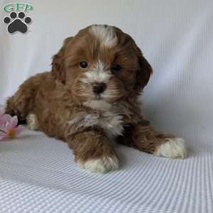 Mickey, Shih-Poo Puppy