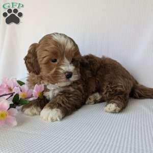 Mickey, Shih-Poo Puppy