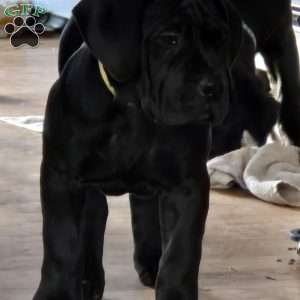 Yellow, African Boerboel Puppy