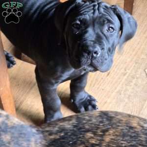 Yellow, African Boerboel Puppy