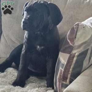Blue, African Boerboel Puppy