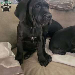Blue, African Boerboel Puppy