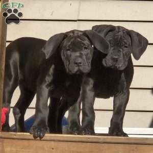 Yellow, African Boerboel Puppy