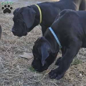 Yellow, African Boerboel Puppy