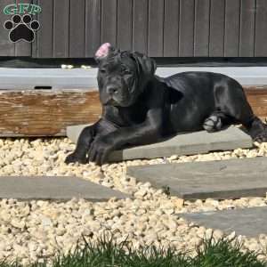 Yellow, African Boerboel Puppy