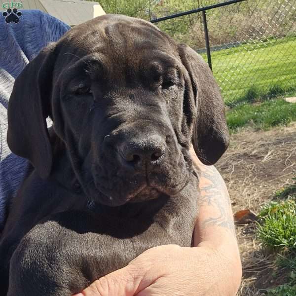 Blue, African Boerboel Puppy