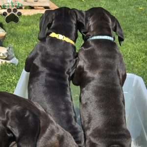 Yellow, African Boerboel Puppy