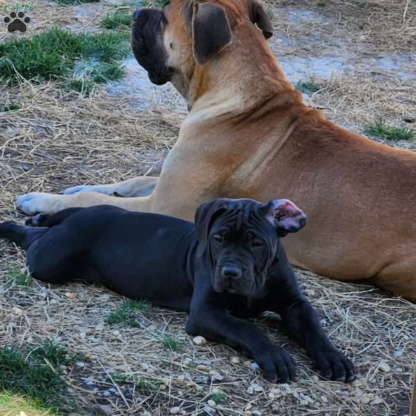 Yellow, African Boerboel Puppy