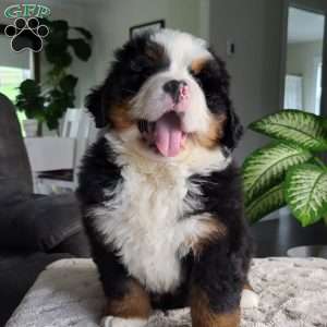 Huckelberry, Bernese Mountain Dog Puppy