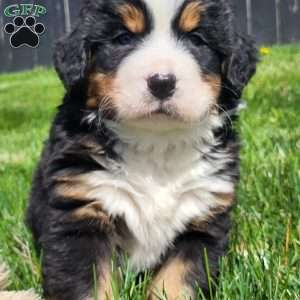 SAMAJE, Bernese Mountain Dog Puppy