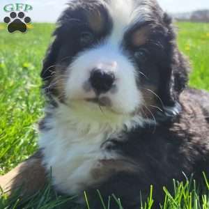 SAMAJE, Bernese Mountain Dog Puppy