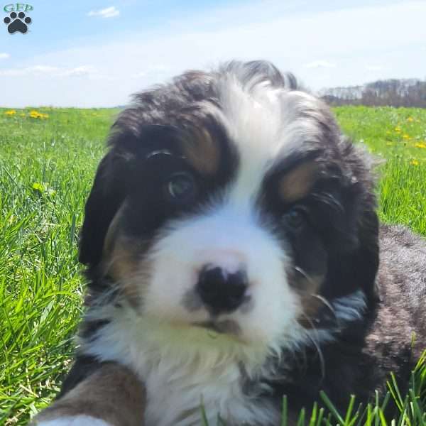 SAMAJE, Bernese Mountain Dog Puppy