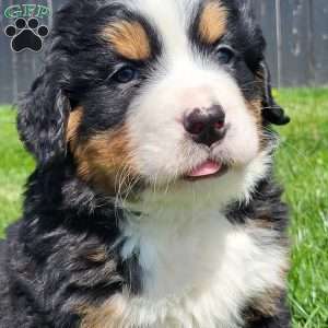 SAMAJE, Bernese Mountain Dog Puppy